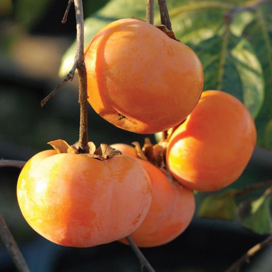 China Persimmon 5 pcs